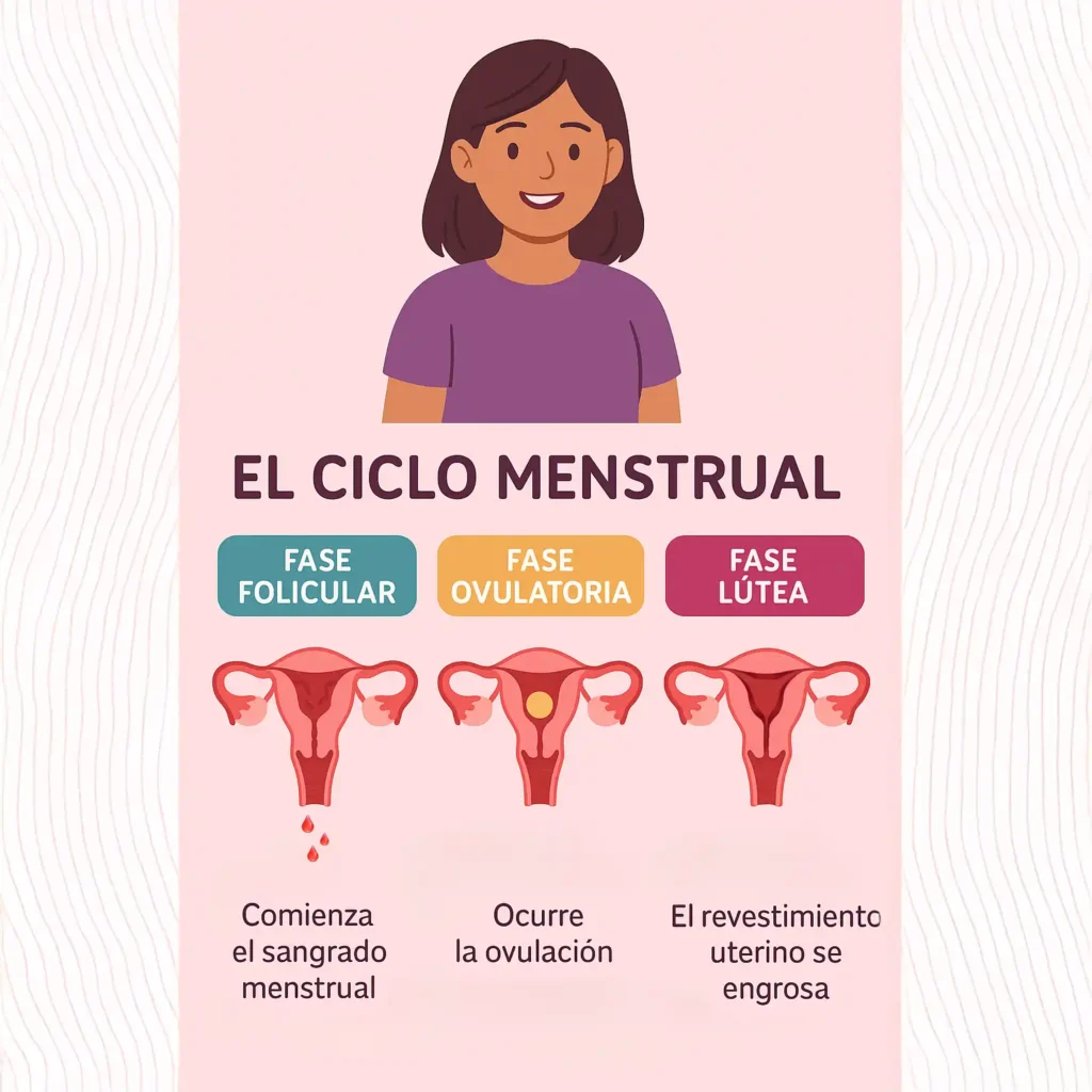 Infografía clara y amigable que explica las fases del ciclo menstrual a una adolescente, una herramienta de autoconocimiento y bienestar.
