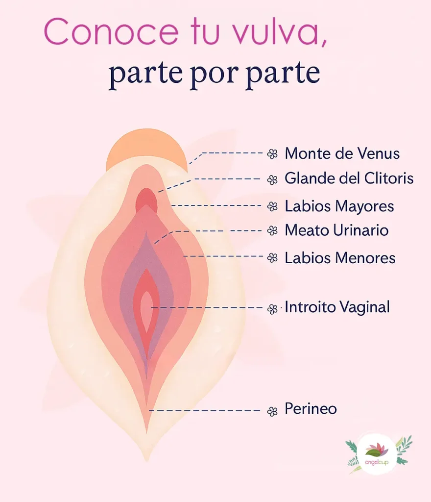 La Vulva