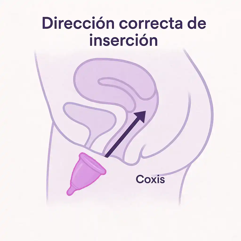 Diagrama de la anatomía pélvica mostrando el ángulo correcto para insertar la copa menstrual, apuntando hacia el coxis y no hacia arriba.