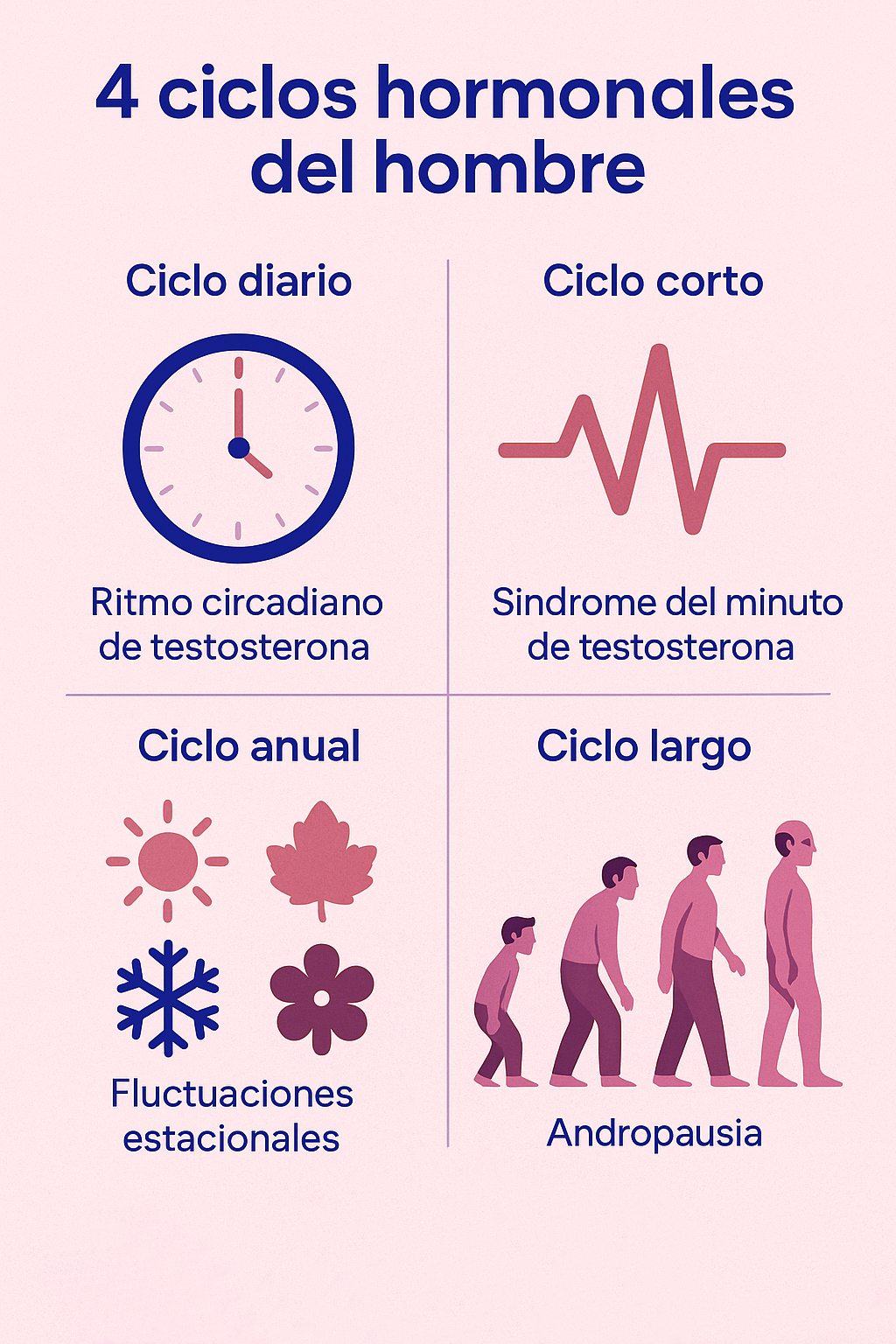 Ciclo hormonal masculino diagrama de las cuatro etapas