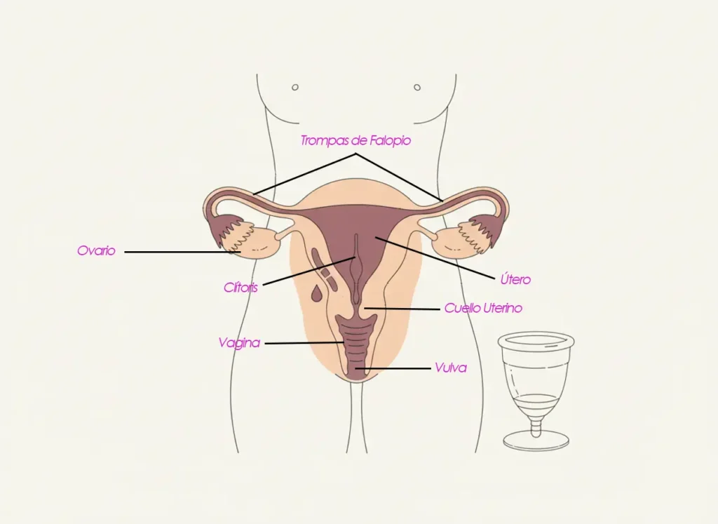 Diagrama anatómico del aparato reproductor femenino con etiquetas en español (ovario, trompas de Falopio, útero, cuello uterino, vagina, vulva y clítoris) junto a una copa menstrual Angelcup, para educación y exploración sexual femenina consciente.