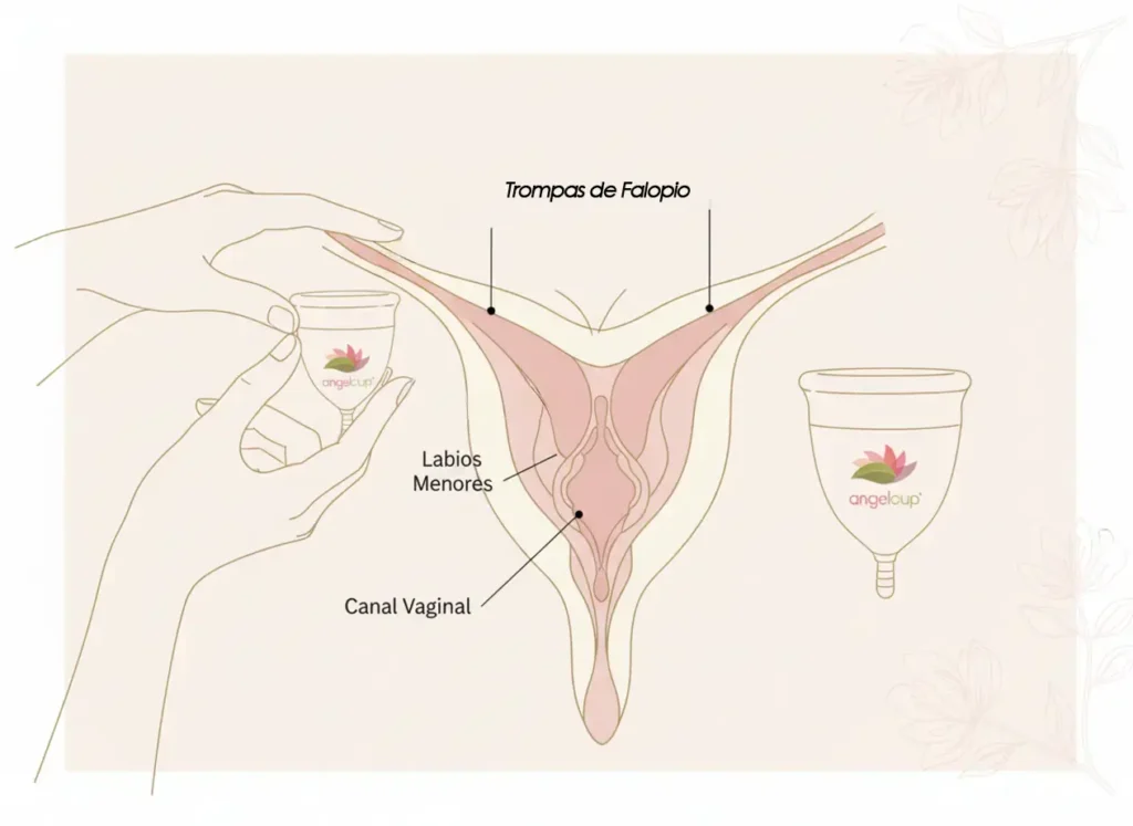 Ilustración anatómica femenina que muestra la posición del canal vaginal, labios menores y trompas de Falopio, junto con una copa menstrual Angelcup. Representa educación menstrual, anatomía y salud íntima consciente.
